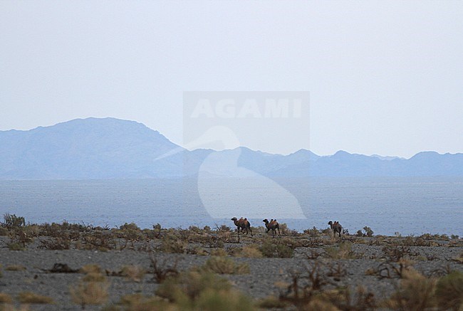 Wild Bactrian Camel (Camelus ferus) walking in the Gobi desert in Mongolia. stock-image by Agami/James Eaton,