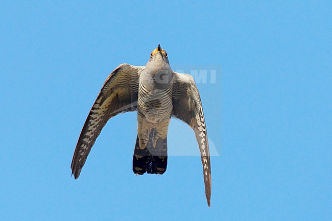 Koekoek vliegend; Common Cuckoo flying stock-image by Agami/Jari Peltomäki,