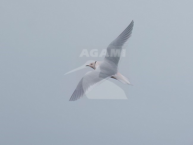 Side view of an adult male Ross's Gull (Rhodostethia rosea) in flight. Showing wings from above stock-image by Agami/Markku Rantala,