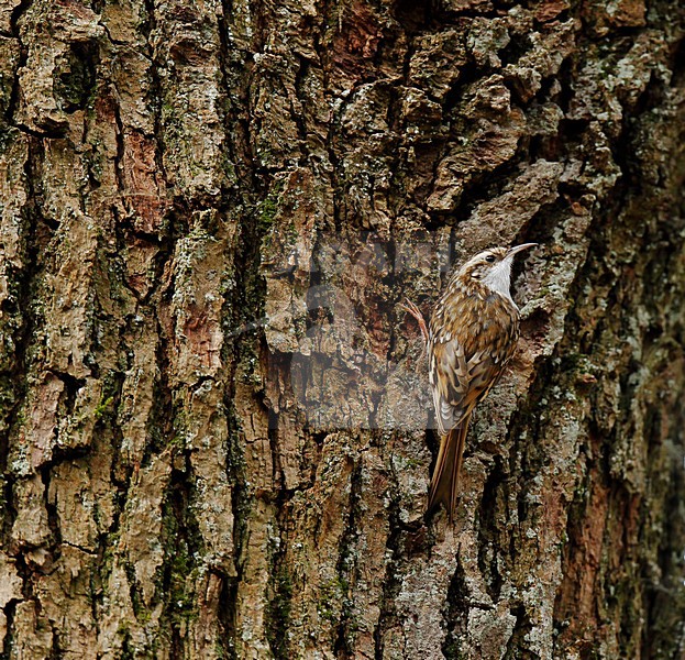 Kortsnavelboomkruiper zittend, klimmend tegen boom;Eurasian Treecreeper climbing, sitting on tree stock-image by Agami/Ran Schols,