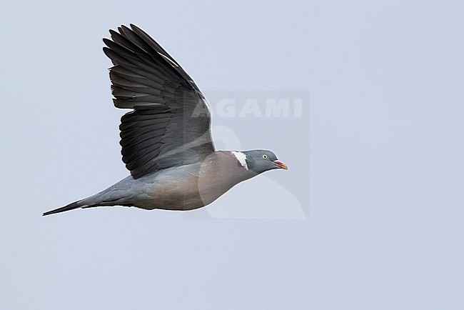 Adult Wood Pigeon (Columba palumbus) in flight stock-image by Agami/Mathias Putze,
