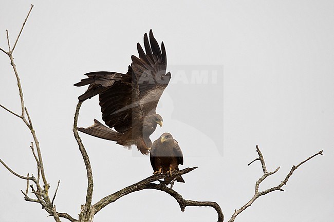 Yellow-billed Kite (Milvus migrans parasiticus) just before starting to copulate at Lake Mburo in Uganda stock-image by Agami/Mathias Putze,