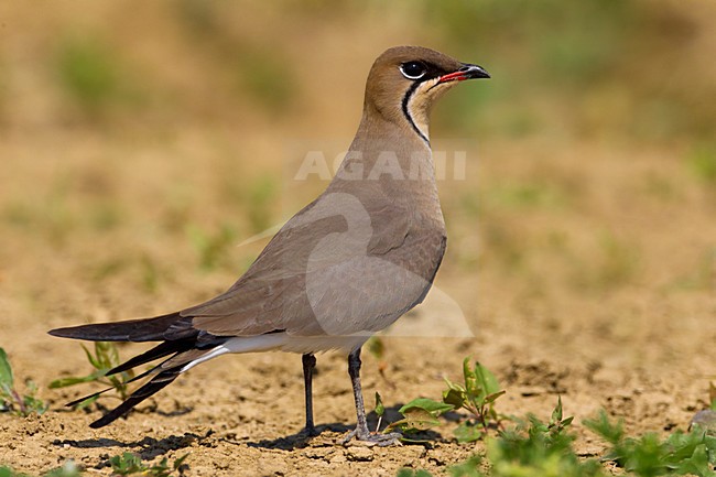 Vorkstaartplevier; Collared Pratincole stock-image by Agami/Daniele Occhiato,