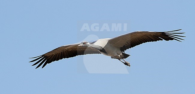 Jufferkraanvogel in vlucht; Demoiselle Crane (Anthropoides virgo) in flight stock-image by Agami/James Eaton,
