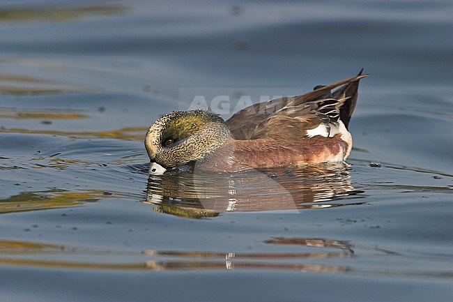 Amerikaanse Smient, American Wigeon stock-image by Agami/Glenn Bartley,