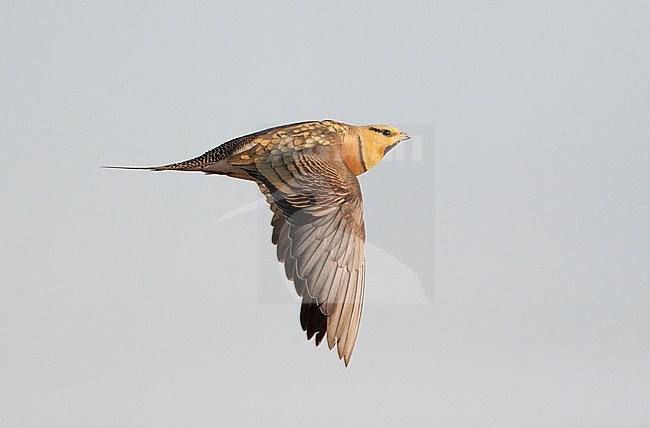 Man Witbuikzandhoen vliegend boven Spaanse Steppe; Male Pin-tailed Sandgrouse flying above Spanish Steppe stock-image by Agami/Marc Guyt,