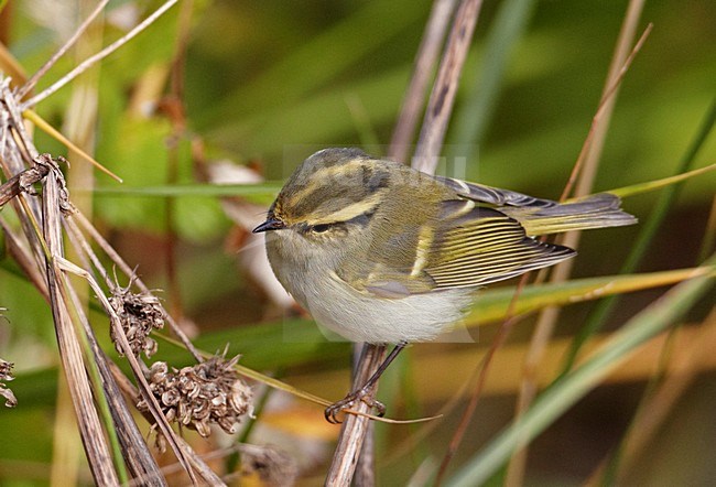 Pallas\' Boszanger als dwaalgast in West-Europa; Pallas\'s Leaf Warbler is a vagrant in western Europe stock-image by Agami/Markus Varesvuo,
