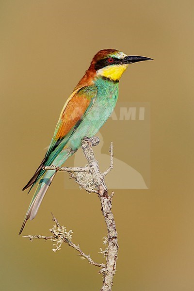 European Bee-eater (Merops apiaster), side view of an adult male perched on a branch,  Campania, Italy stock-image by Agami/Saverio Gatto,