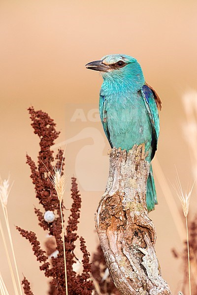 European Roller (Coracias garrulus), front view of an adult female perched on a dead trunk, Campania, Italy stock-image by Agami/Saverio Gatto,