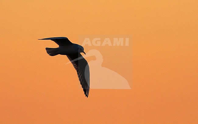 Kokmeeuw in vlucht met zonsondergang, Common Black-headed Gull in flight in sunset stock-image by Agami/Menno van Duijn,