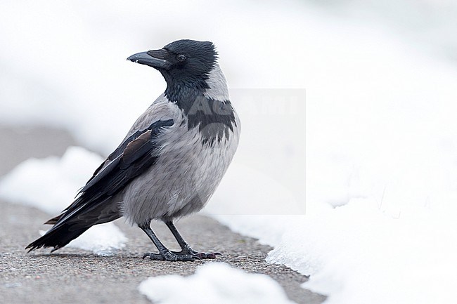Hooded Crow (Corvus cornix ssp. cornix) Germany in snow stock-image by Agami/Ralph Martin,