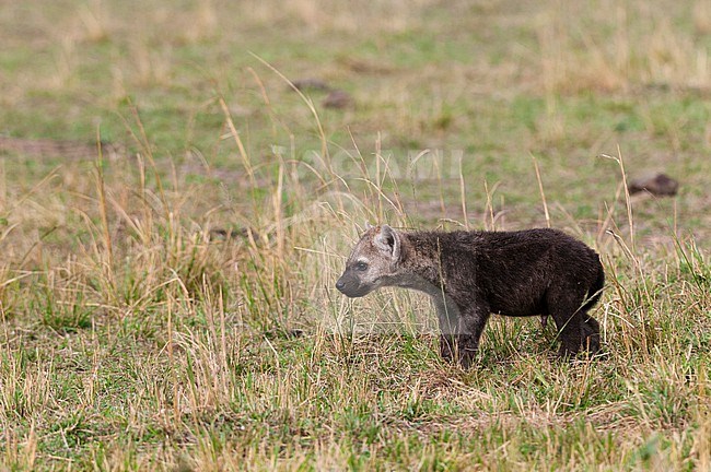 Portrait of a spotted hyena cub, Crocuta crocuta. Masai Mara National Reserve, Kenya. stock-image by Agami/Sergio Pitamitz,
