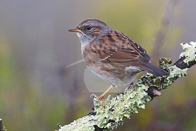 Heggenmus zittend op tak, Dunnock perched on branch stock-image by Agami/Daniele Occhiato,