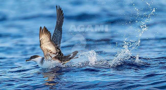 Great Shearwater (Puffinus gravis) at sea offshore the Azores, Portugal. Attacked by a gull. stock-image by Agami/Marc Guyt,