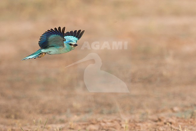 Adult Eastern European Roller, Coracias garrulus semenowi, in Tajikistan. stock-image by Agami/Ralph Martin,