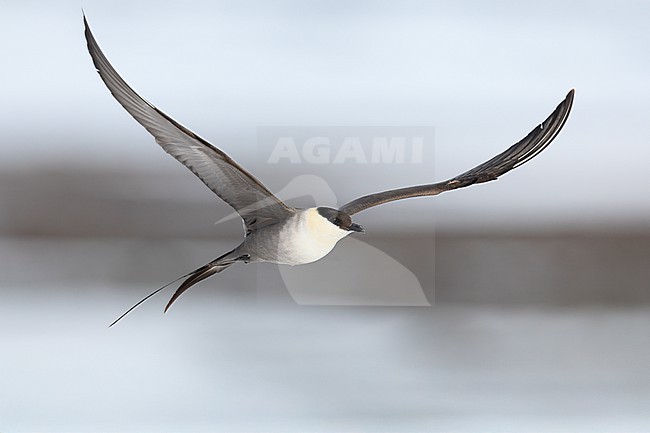 Long-tailed Jaeger (Stercorarius longicaudus), front view of an adult in flight, Finnmark, Norway stock-image by Agami/Saverio Gatto,