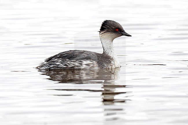 Silvery Grebe (Podiceps occipitalis juninensis) adult breeding swimming stock-image by Agami/Andy & Gill Swash ,