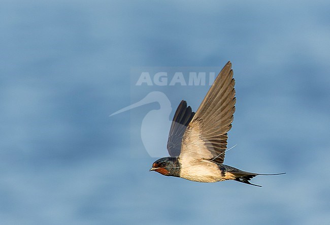 Adult Barn Swallow, Hirundo rustica, at katwijk, Netherlands. stock-image by Agami/Marc Guyt,