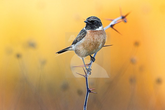 Male European Stonechat (Saxicola rubicola) in Italy. stock-image by Agami/Daniele Occhiato,