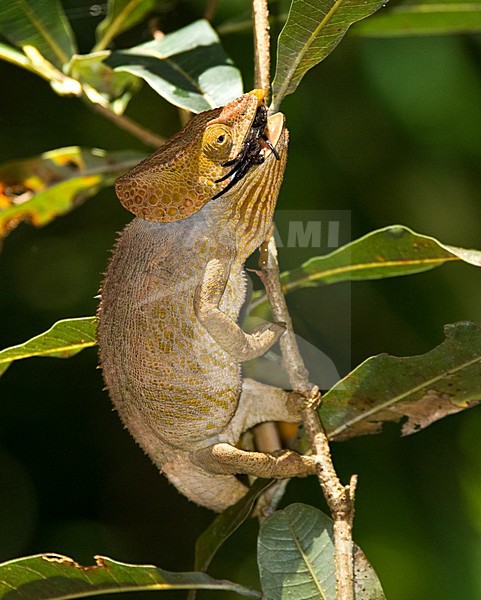 Korthoornkameleon vangt een spin, Short-horned Chameleon catches a spider stock-image by Agami/Roy de Haas,