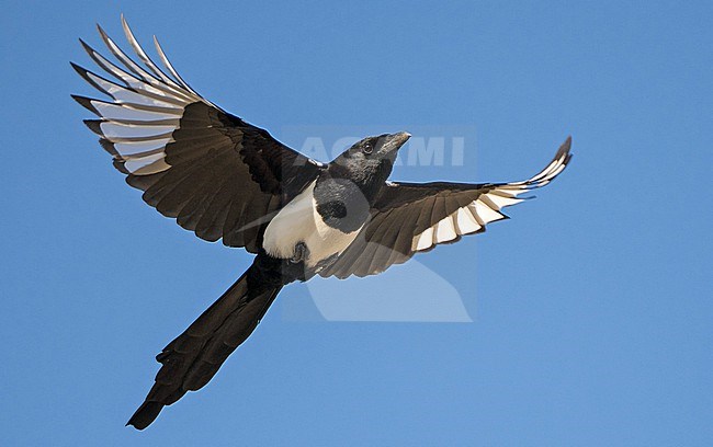 Eurasian Magpie, Pica pica,  in Spain. Flying overhead. stock-image by Agami/Pete Morris,