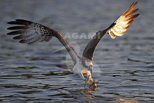 Osprey, Pandion haliaetus, adult fishing at Lake Mälaren, Sweden. With talons stretched out to catch a fish. stock-image by Agami/Helge Sorensen,