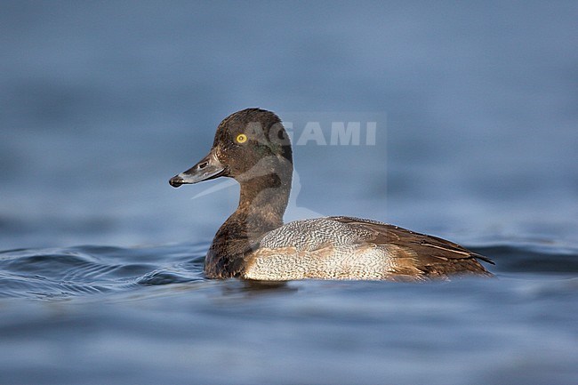 Lesser Scaup (Aythya affinis) swimming in a lagoon in Victoria, BC, Canada. stock-image by Agami/Glenn Bartley,