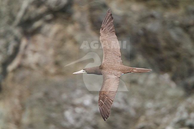 Brown Booby (Sula leucogaster leucogaster) flying near the coast of Trinidad and Tobago. stock-image by Agami/Glenn Bartley,