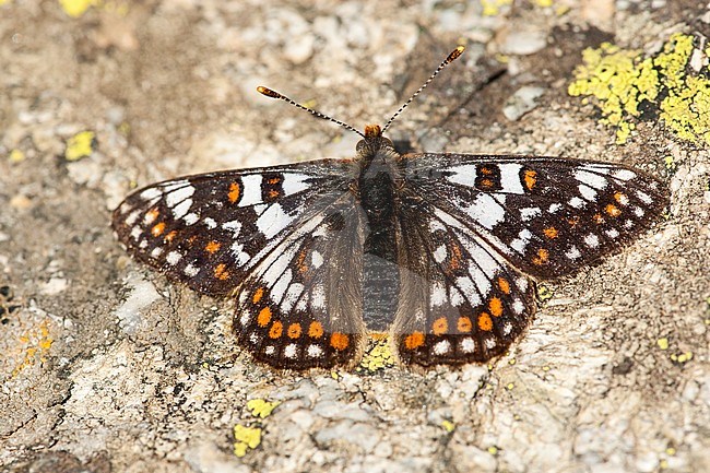 Witbonte parelmoervlinder / Cynthia's Fritillary (Euphydryas cynthia) stock-image by Agami/Wil Leurs,