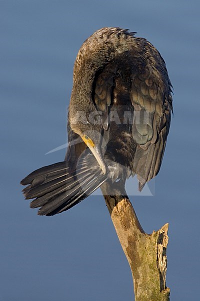 Aalscholver zittend op paal; Great Cormorant perched on a pole stock-image by Agami/Daniele Occhiato,