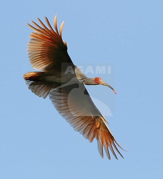 Adult Japanese Crested Ibis (Nipponia nippon) at Changqing, China. Showing spread wings in flight, seen from below. stock-image by Agami/James Eaton,