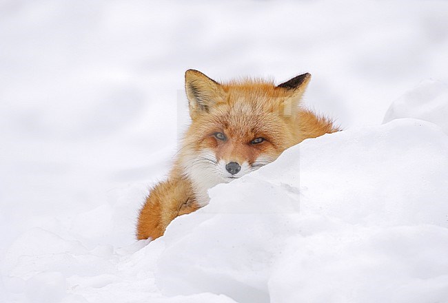 Red Fox (Vulpes vulpes) in the snow of Japan stock-image by Agami/Pete Morris,
