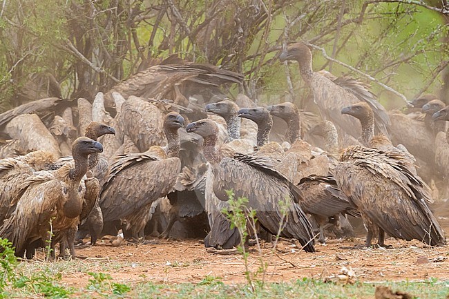 White-backed Vulture (Gyps africanus), a flock feeding on a carcass, Mpumalanga, South Africa stock-image by Agami/Saverio Gatto,