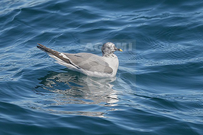 Mouette de Sabine (Sabine's gull) resting, with the sea as background. stock-image by Agami/Sylvain Reyt,