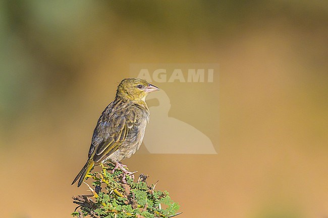 Rüppell's Weaver, Ploceus galbula, perched on a branch. stock-image by Agami/Sylvain Reyt,