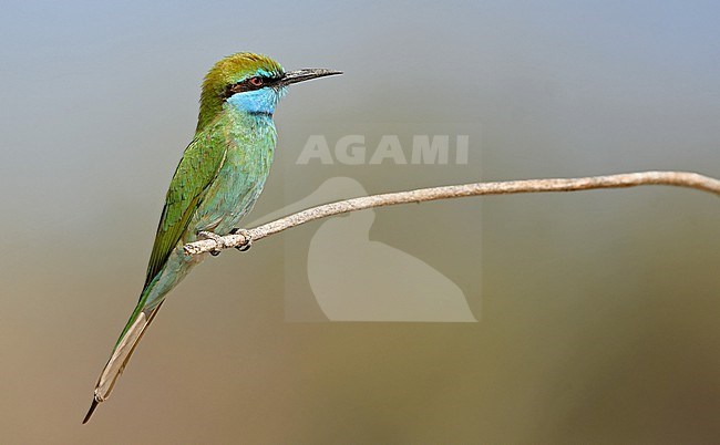 The Arabian Green Bee-eater (Merops cyanophrys) is a recent split of the Green Bee-eater. A beautiful species of the Arabian peninsula. stock-image by Agami/Eduard Sangster,