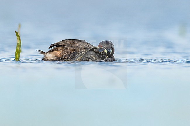 Adult Little Grebe (Tachybaptus ruficollis) in summer plumage swimming in fresh water lake in Netherlands. stock-image by Agami/Wil Leurs,