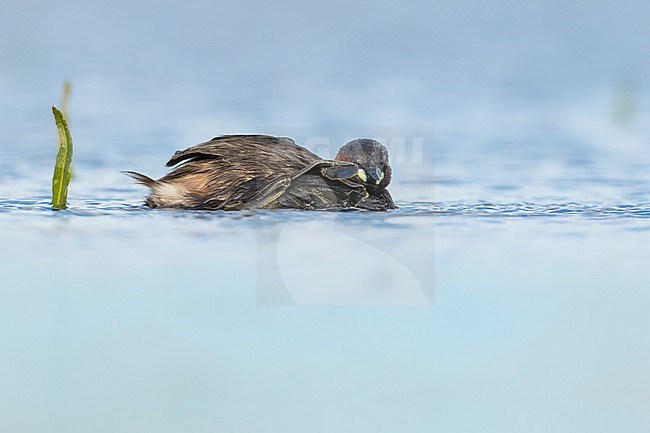Adult Little Grebe (Tachybaptus ruficollis) in summer plumage swimming in fresh water lake in Netherlands. stock-image by Agami/Wil Leurs,