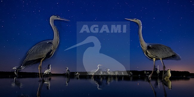 Blauwe Reiger in de nacht; Grey Heron in the night stock-image by Agami/Bence Mate,