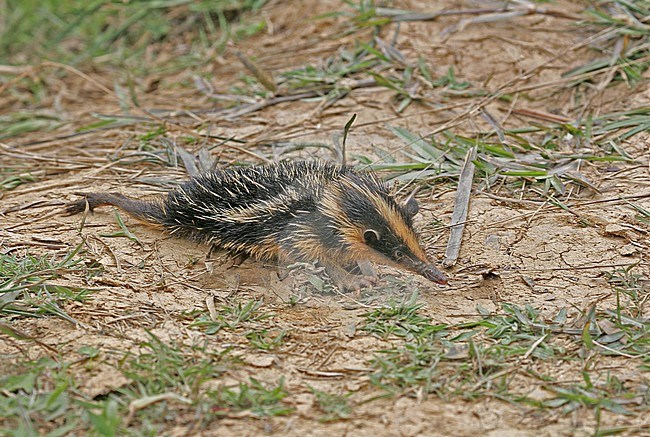 Lowland streaked tenrec (Hemicentetes semispinosus) walking on the ground in Madagascar. stock-image by Agami/Pete Morris,