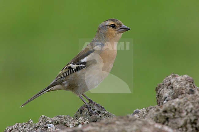 Mannetje Azorenvink; Male Azores Chaffinch stock-image by Agami/Daniele Occhiato,