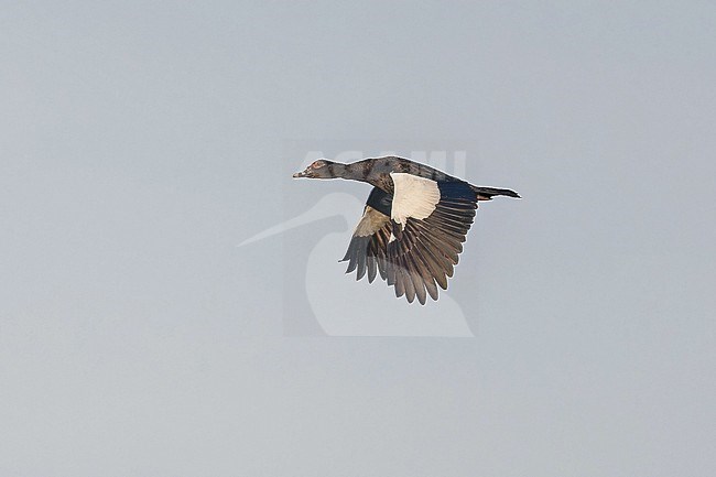 Muscovy Duck, Cairina moschata, in Western Mexico. Adult in flight. stock-image by Agami/Pete Morris,