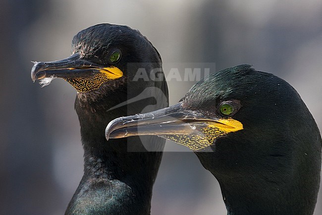 European Shag (Phalacrocorax aristotelis), close-up of two adults stock-image by Agami/Saverio Gatto,