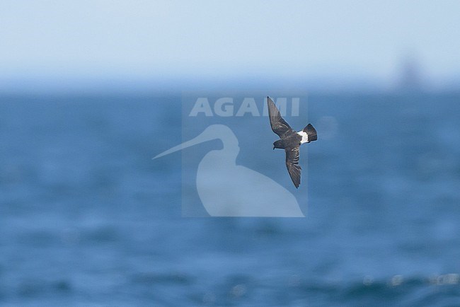 European Storm-Petrel (Hydrobates pelagicus) flying, with the sea and the sky as background. stock-image by Agami/Sylvain Reyt,