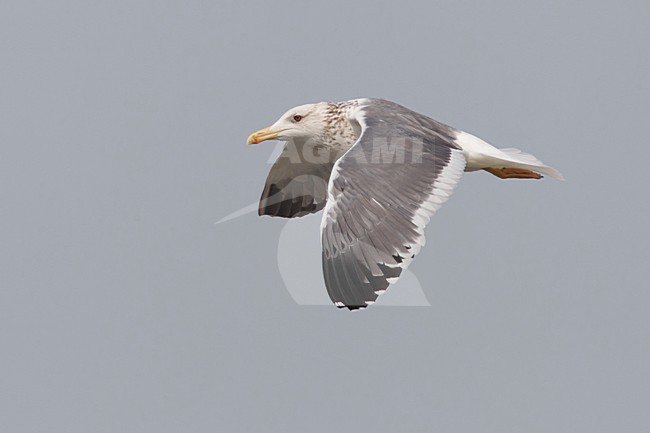  stock-image by Agami/Daniele Occhiato,