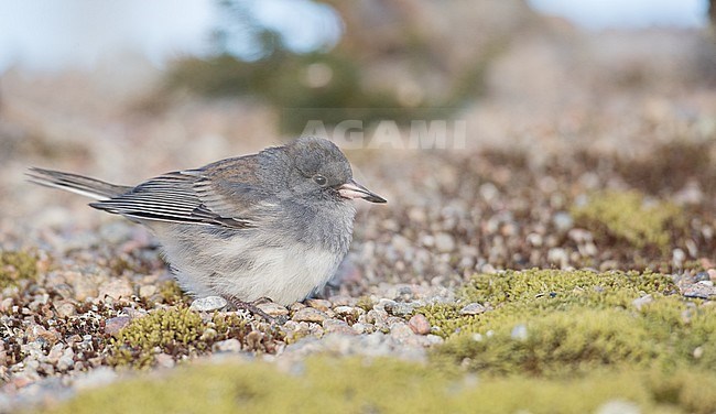 (Slate-colored) Dark-eyed Junco (Junco hyemalis hyemalis/carolinensis), foraging on the ground in Quebec, Canada, during autumn. stock-image by Agami/Ian Davies,