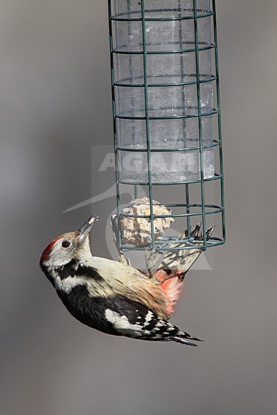 Middelste Bonte Specht foeragerend op voedersilo; Middle Spotted Woodpecker foraging on feeder stock-image by Agami/Chris van Rijswijk,