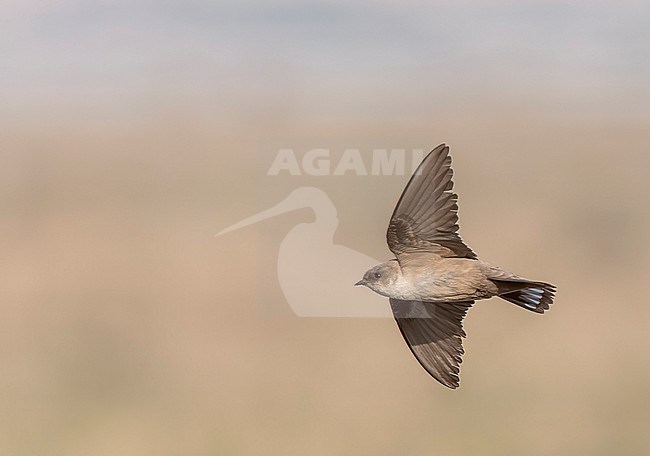 Pale Crag Martin (Ptyonoprogne obsoleta) in flight during spring in Israel. stock-image by Agami/Marc Guyt,