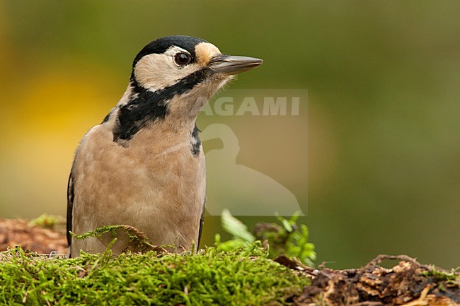 Vrouwtje Grote Bonte Specht, Female Great Spotted Woodpecker stock-image by Agami/Wil Leurs,