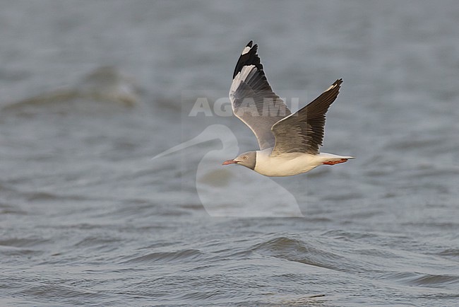Grey-headed Gull (Chroicocephalus cirrocephalus) in adult summer plumage in flight. stock-image by Agami/David Monticelli,